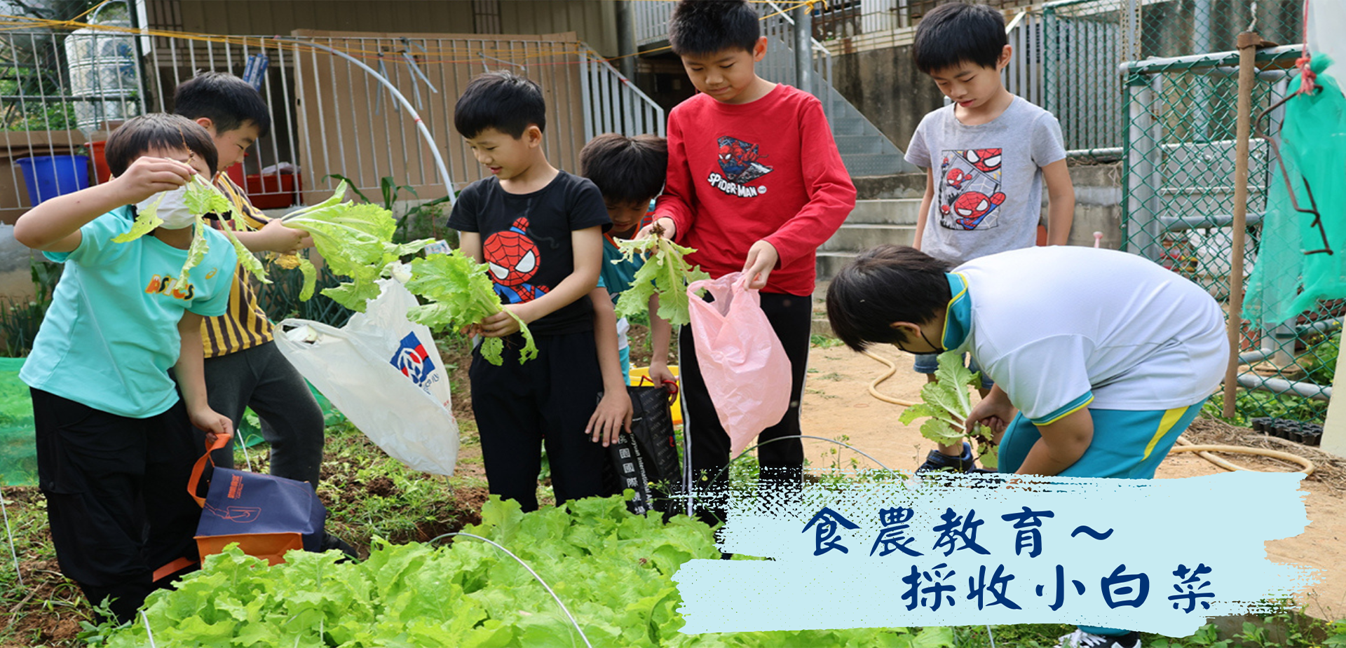 連結到食農教育，採收小白菜